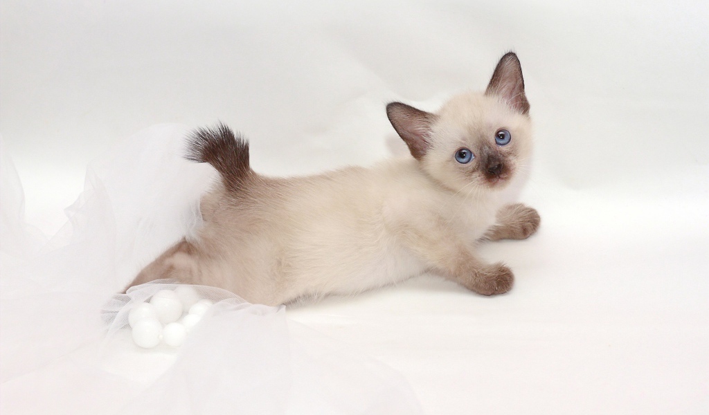 Милый котенок меконгский бобтейл(автор Nelly Shuyskaya)