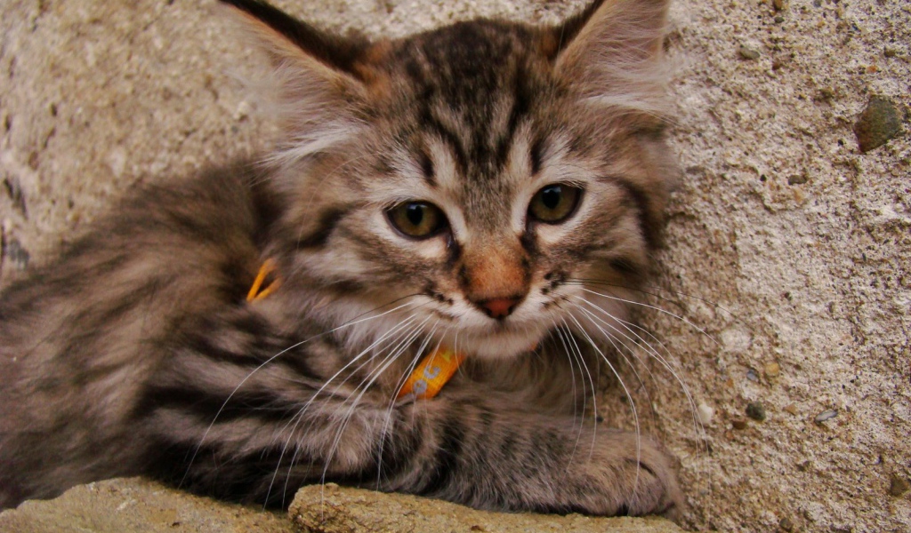 Милый котенок пиксибоб