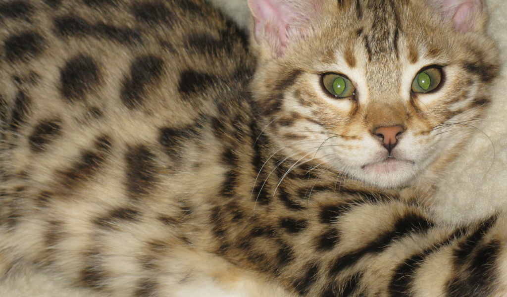 Милый котенок саванна