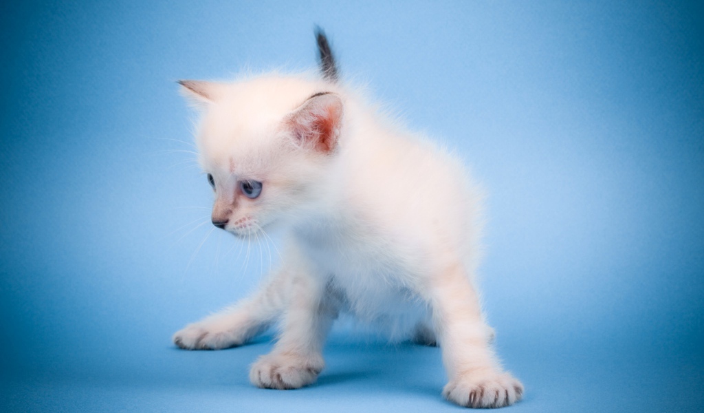 Мяукающий котенок