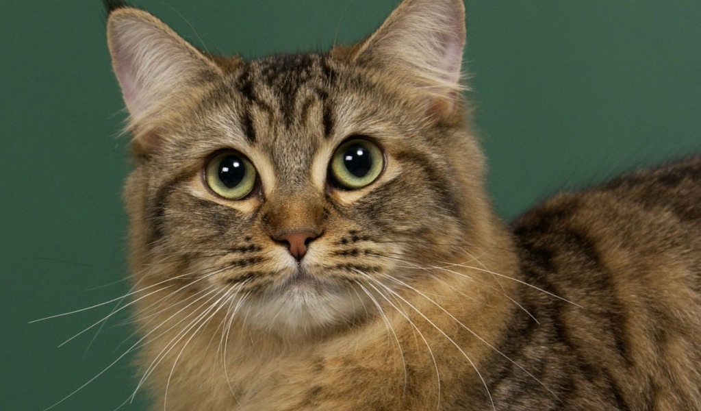 Милашка американский бобтейл