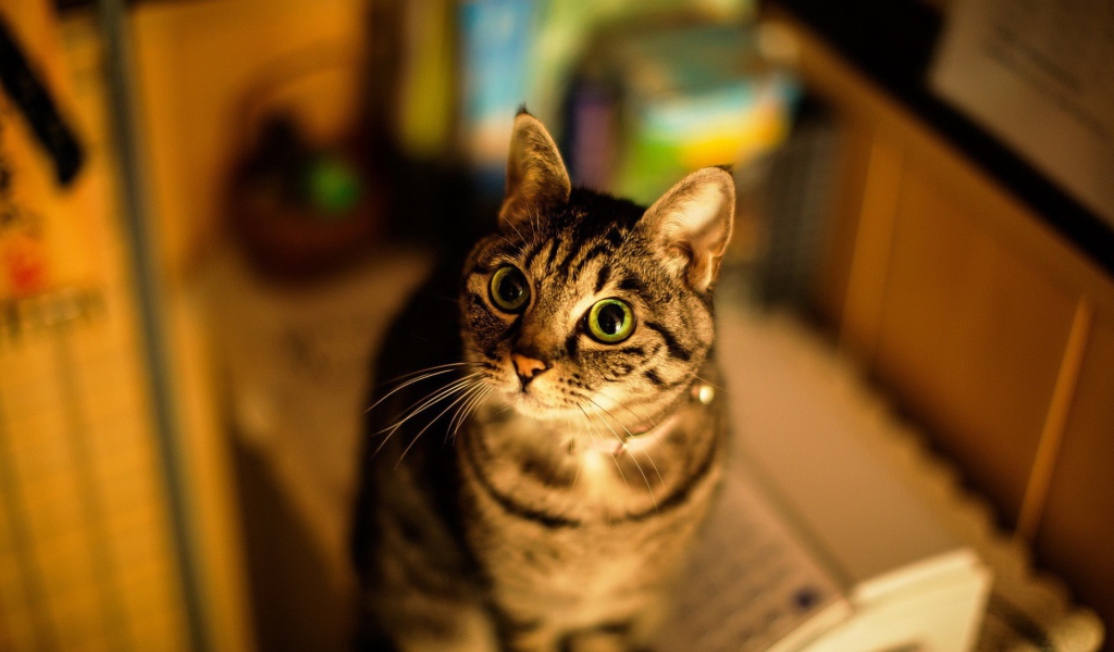 Милашка американская короткошерстная кошка