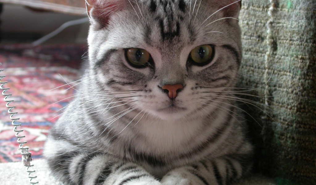 Милашка американская жесткошерстная кошка