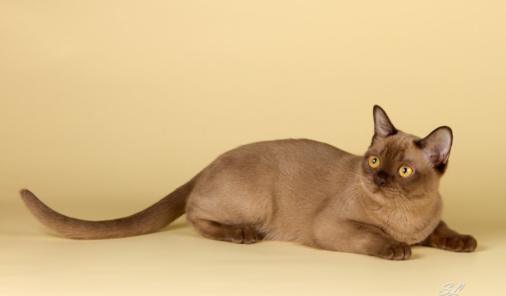 Милашка бурманская кошка