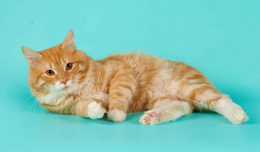 Милашка курильский бобтейл