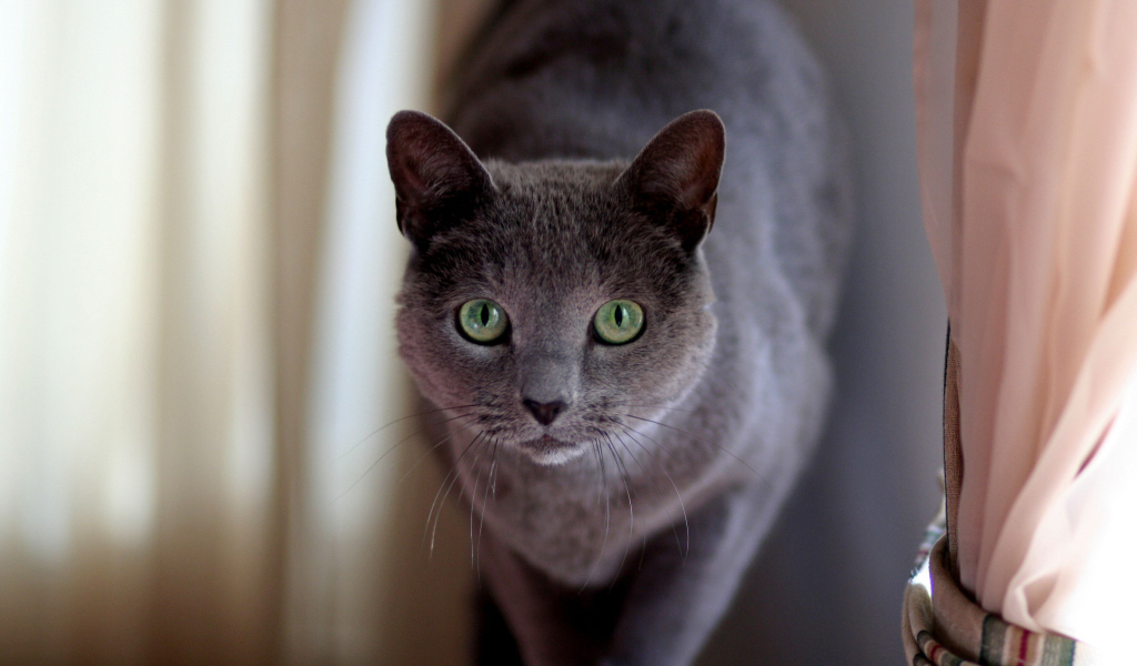 Милашка русская голубая кошка