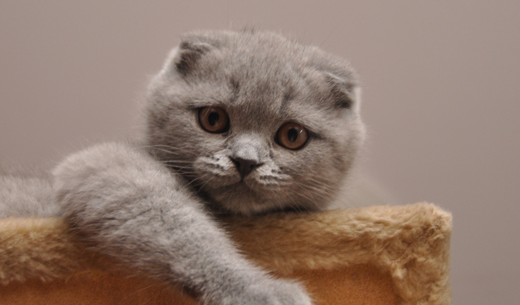 Милашка шотландская кошка