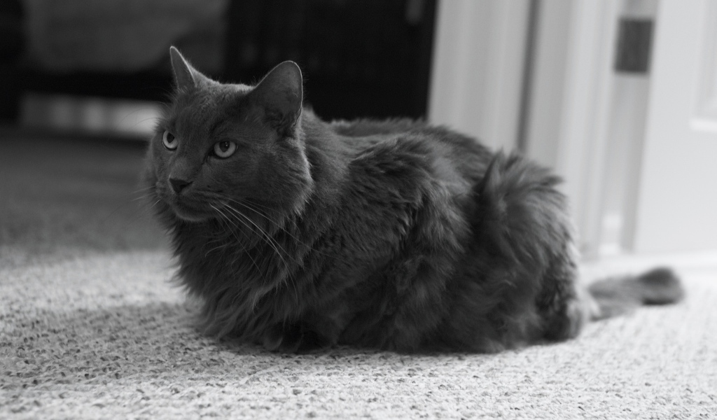 Милашка кот нибелунг