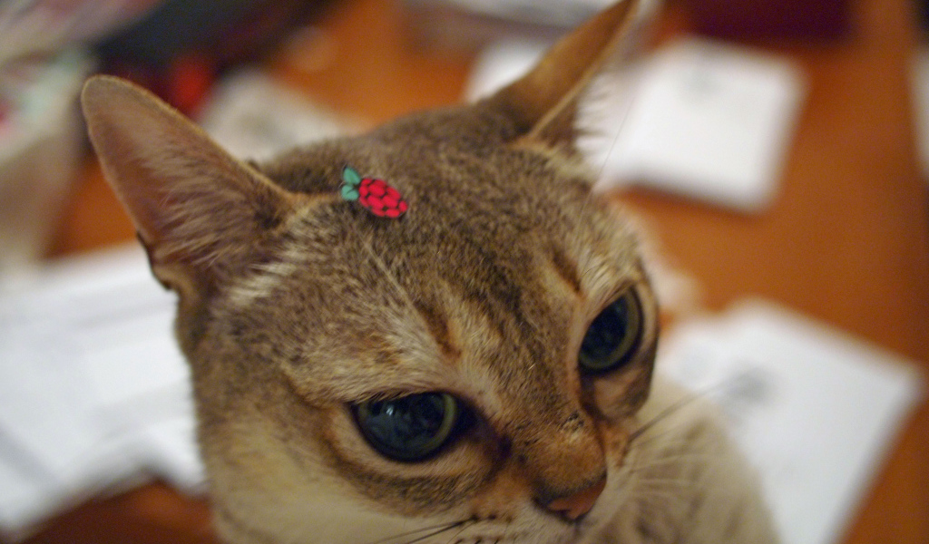 Украшение для сингапурской кошки
