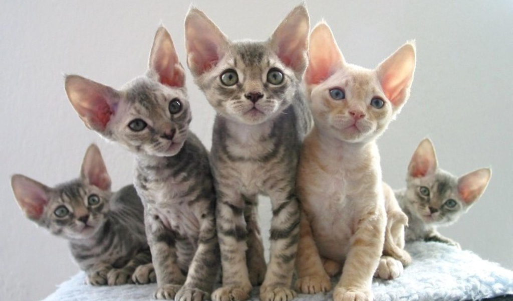 Котята девон-рекс