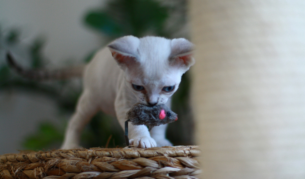 Котенок девон-рекс с игрушкой