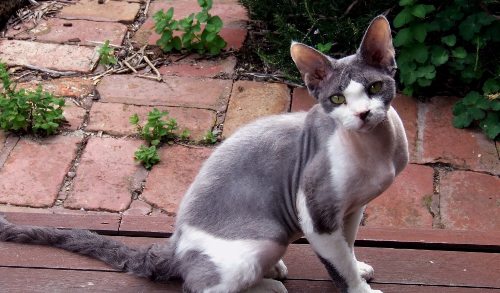 Девон рекс на улице