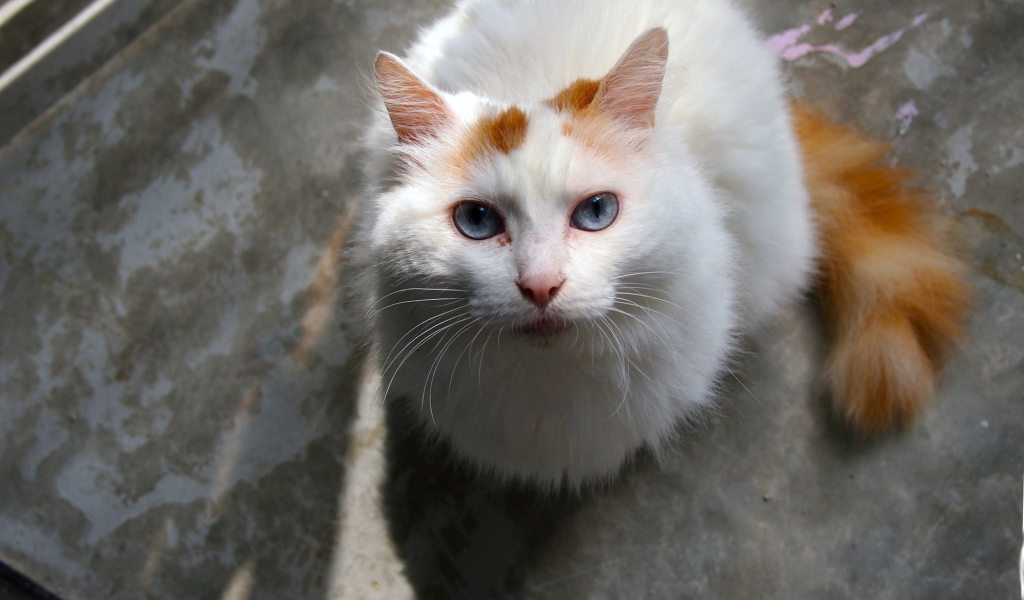 Преданный турецкий ван