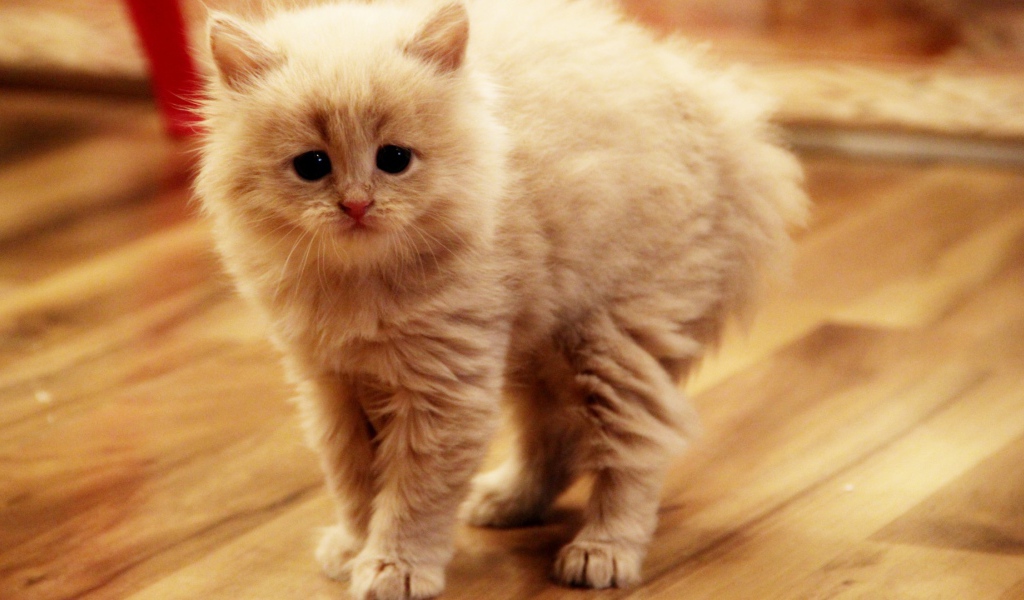 Взъерошенный котенок