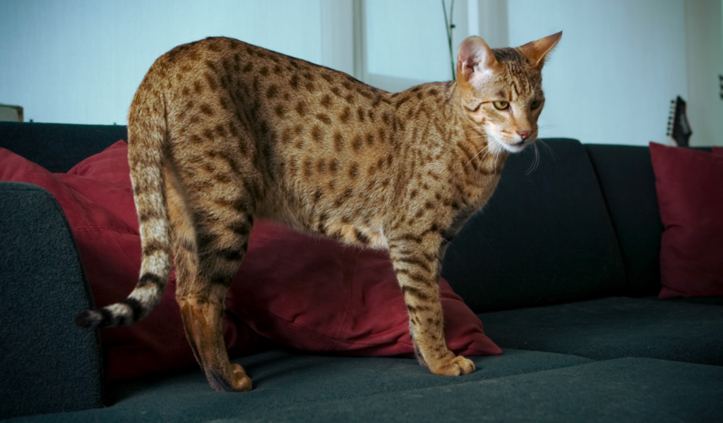 Домашняя кошка саванна