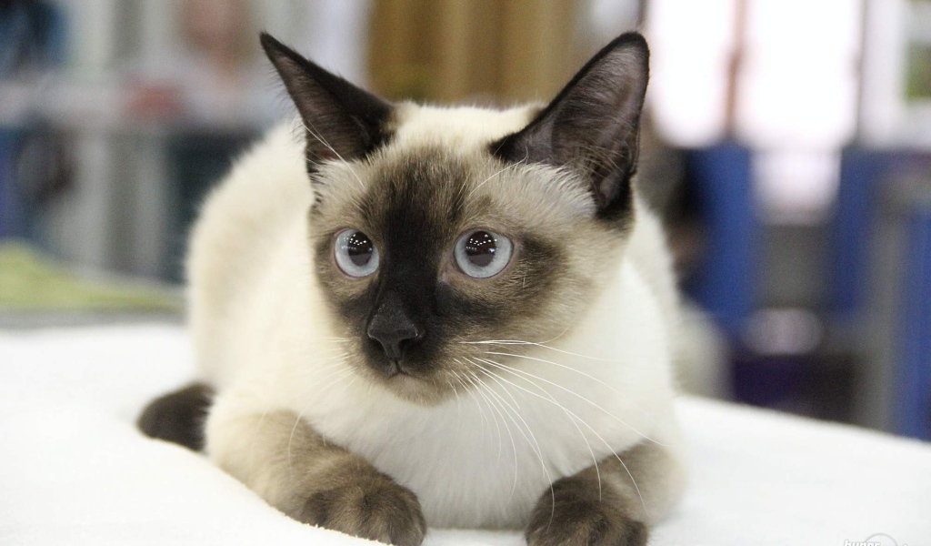 Ушастый кот меконгский бобтейл