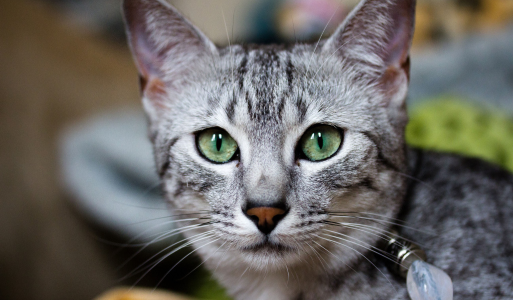 Кошка египетская мау