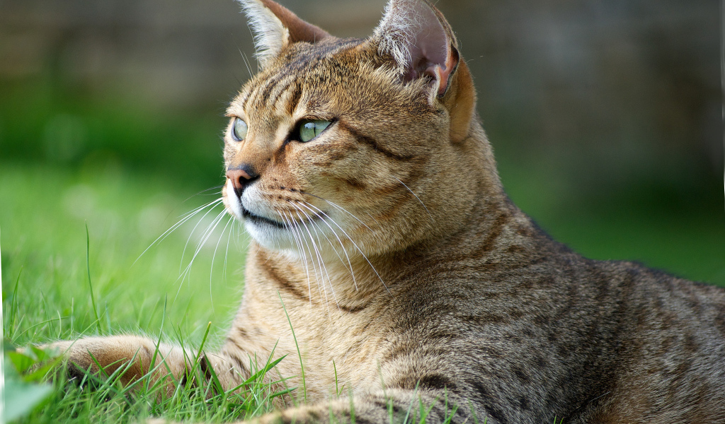 Кот египетская мау на траве