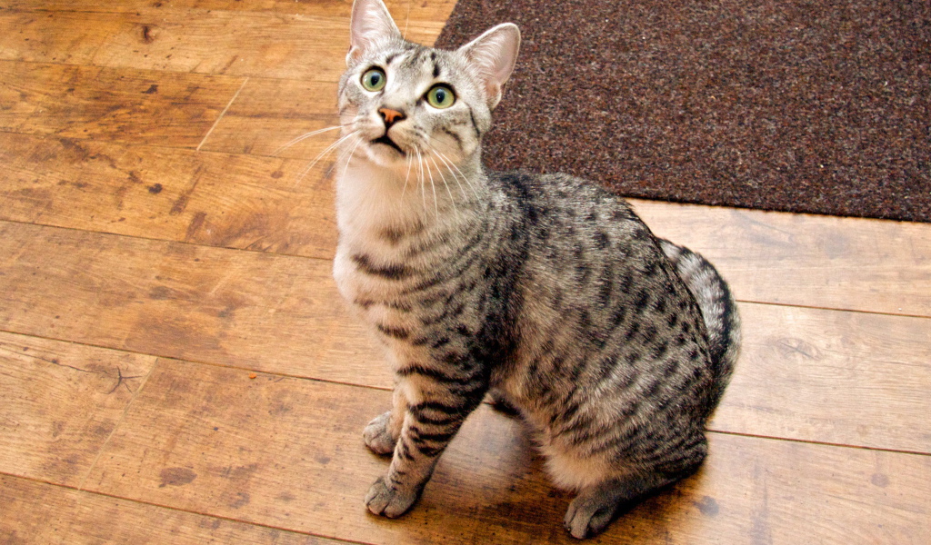 Кошка египетская мау  на полу