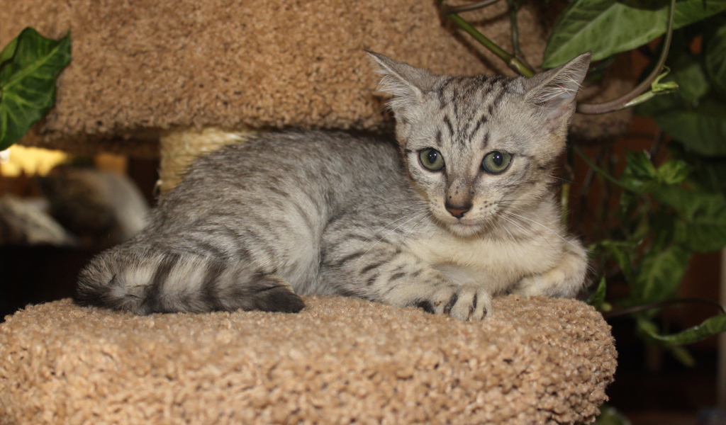 Котенок египетская мау