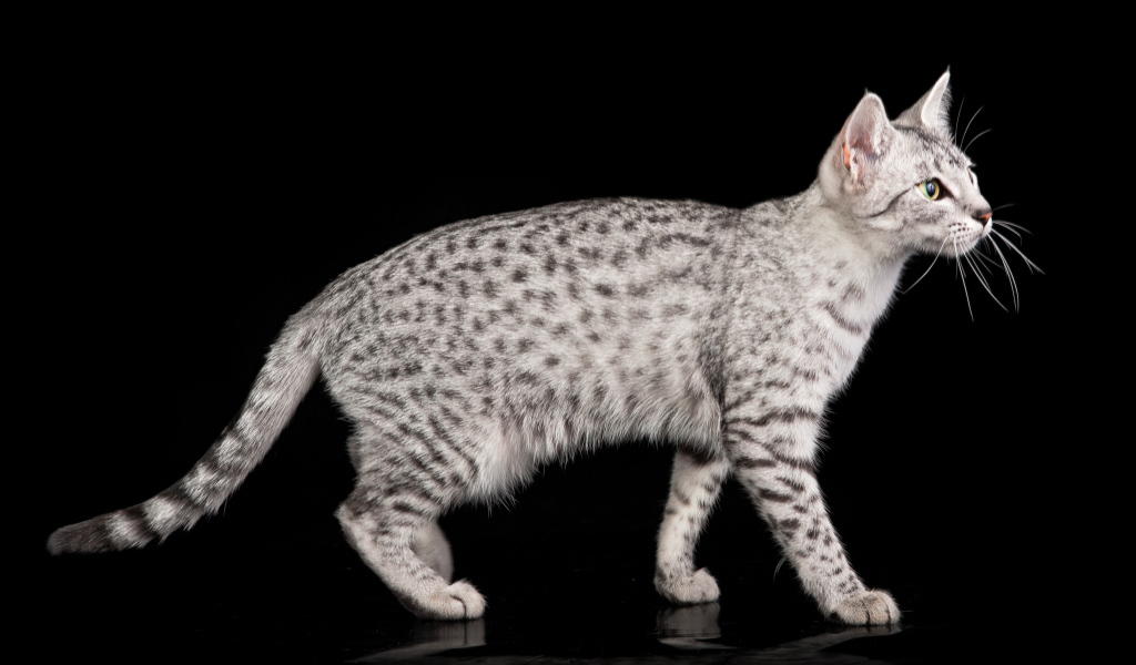 Египетская мау на черном фоне
