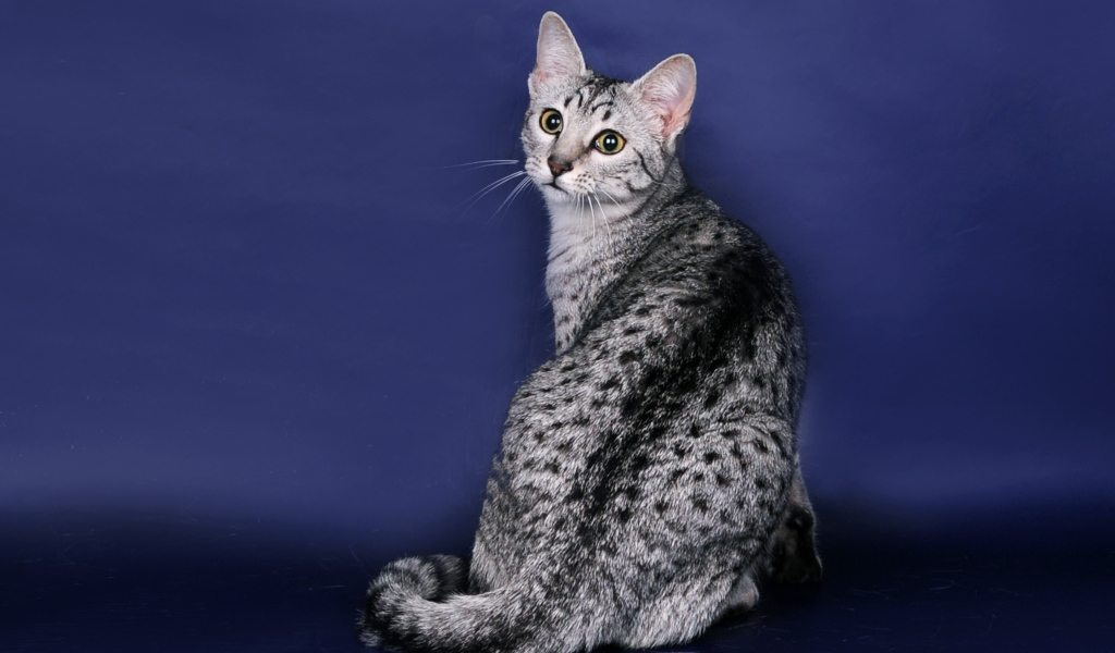 Египетская мау на синем фоне