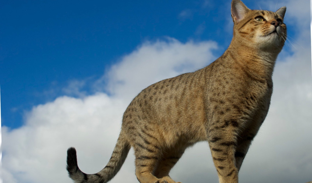 Египетская мау на заборе