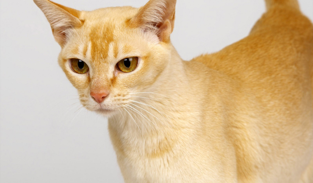 Выразительный глаза цейлонской кошки