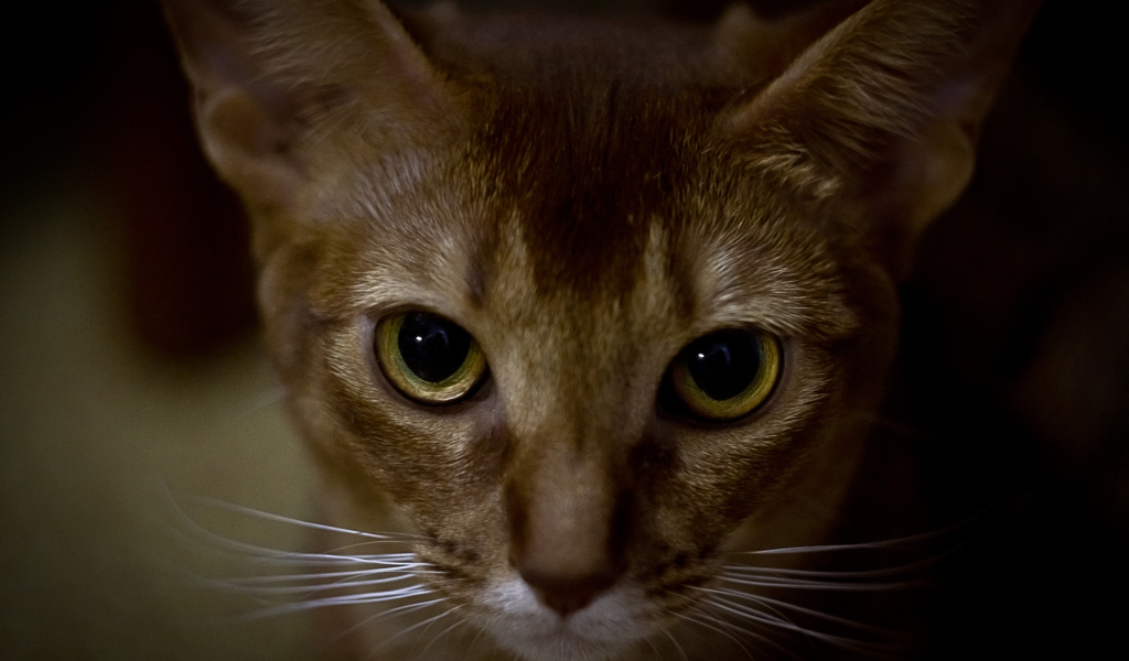 Глаза абиссинской кошки