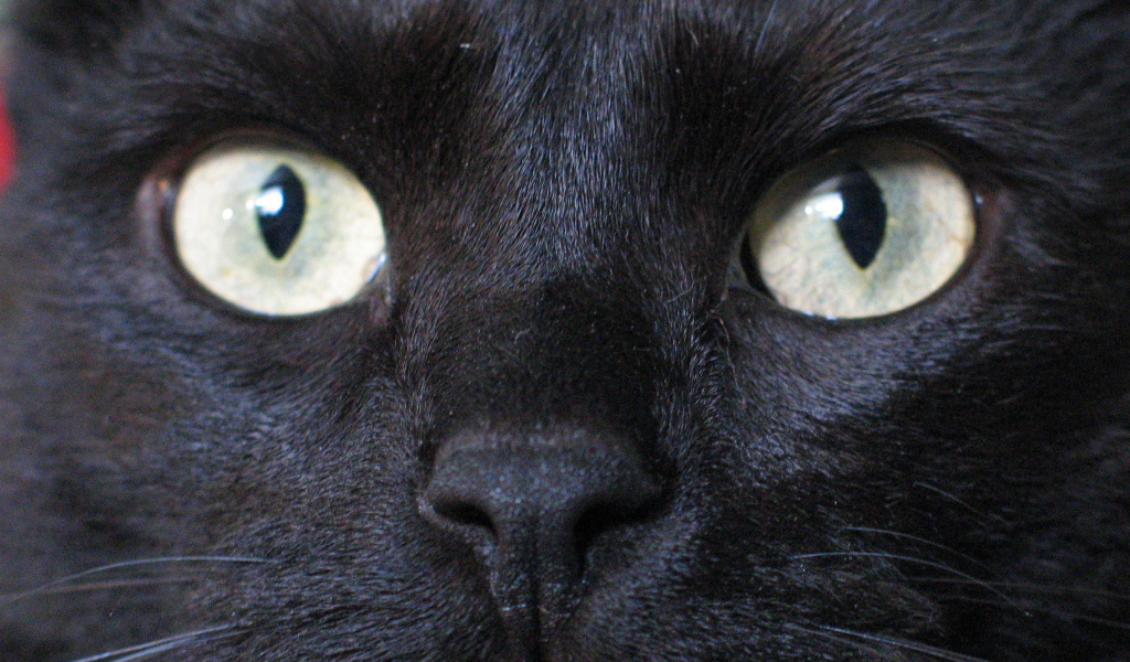Глаза бомбейской кошки