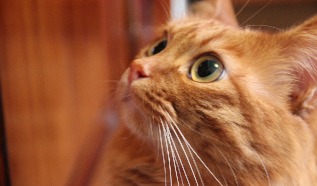 Глаза курильского бобтейла