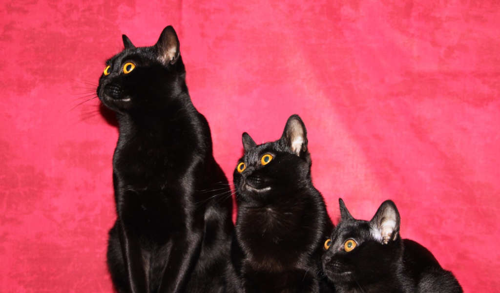 Семья бомбейских кошек