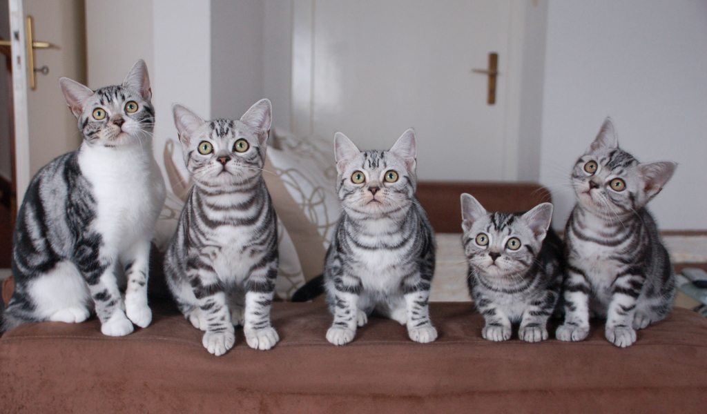Семейство котят американской короткошерстной кошки