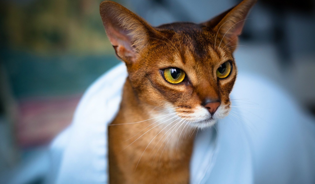 Модная абиссинская кошка