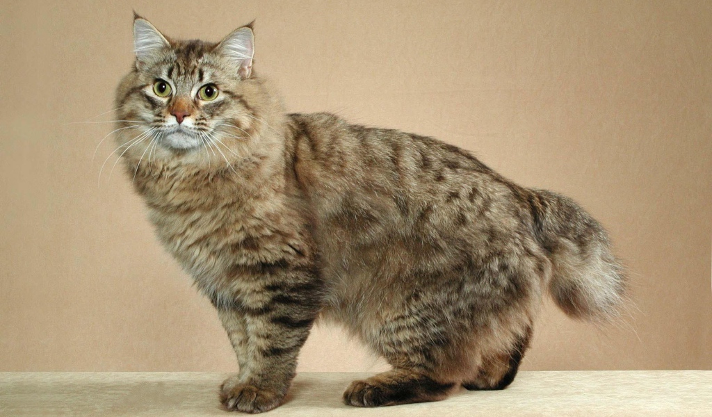 Пушистый японский бобтейл