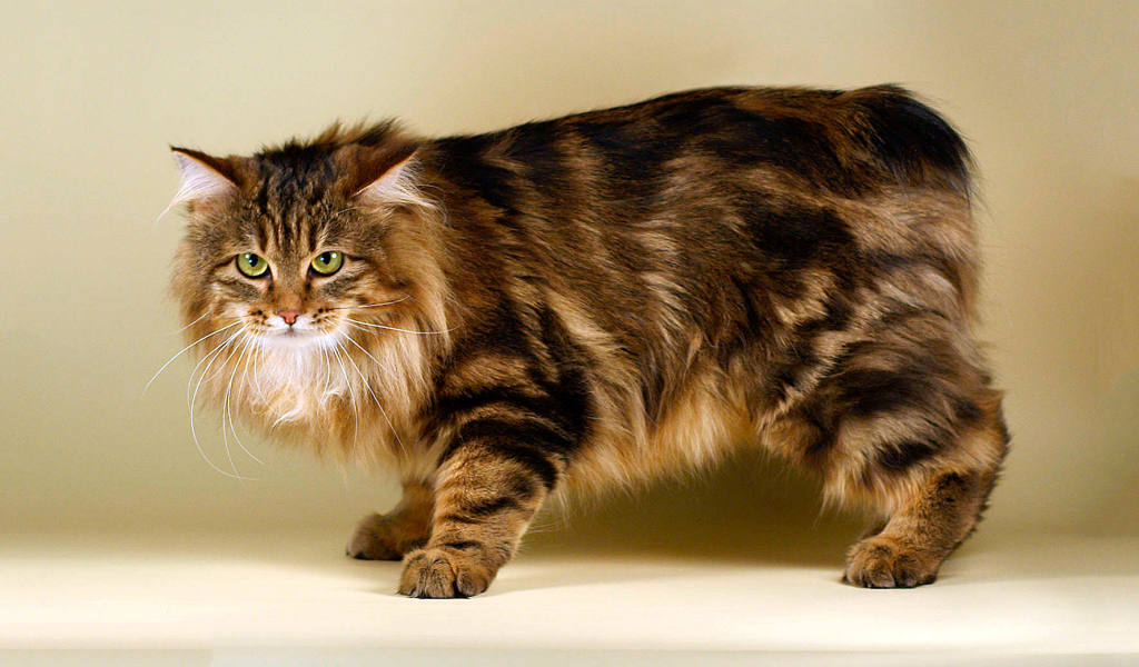 Пушистый курильский бобтейл