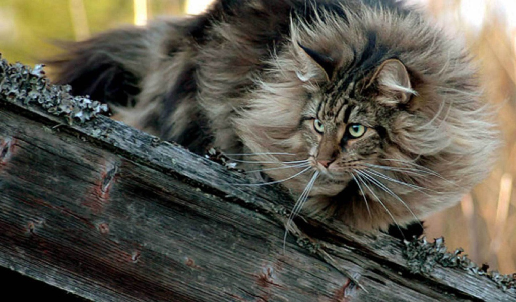 Пушистая норвежская лесная кошка