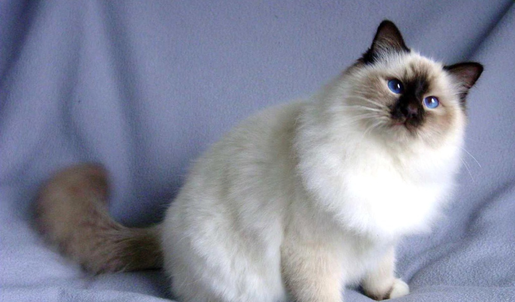 Пушистая кошка сноу-шу