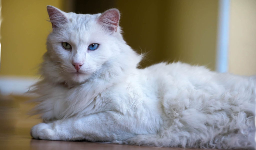 Пушистый кот турецкая ангора