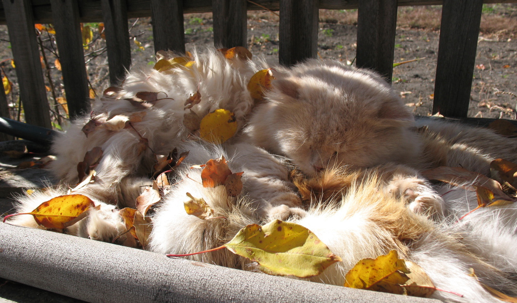 Пушистый кот в листьях