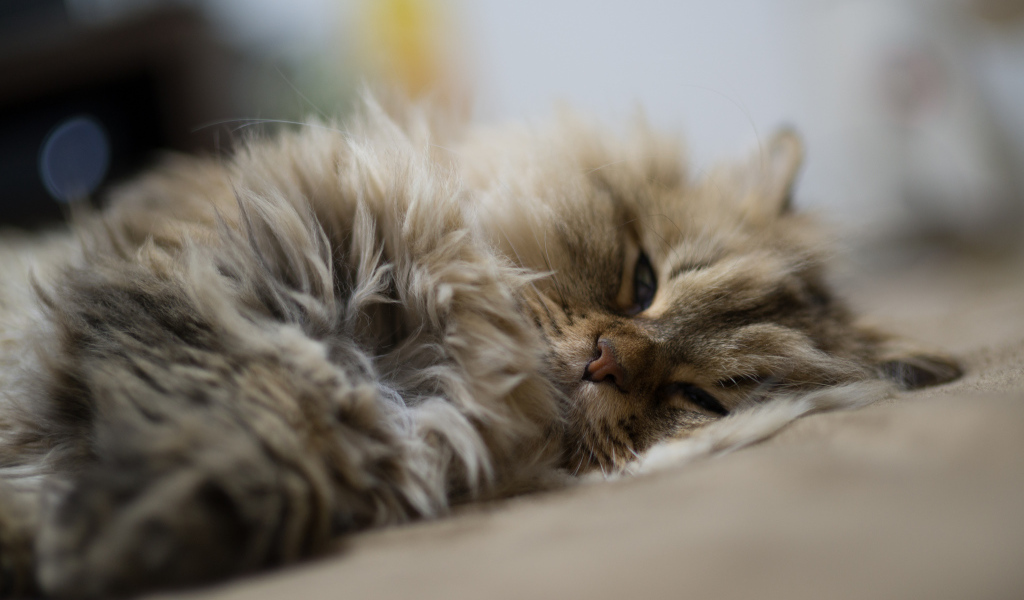 Пушистый кот дремлет