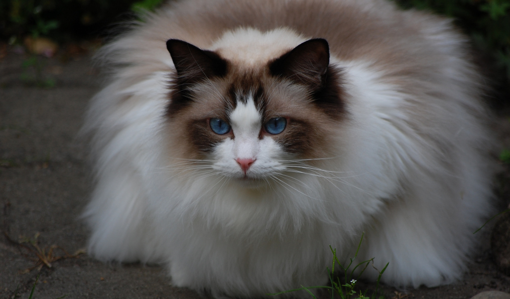 Пушистая кошка рэгдолл