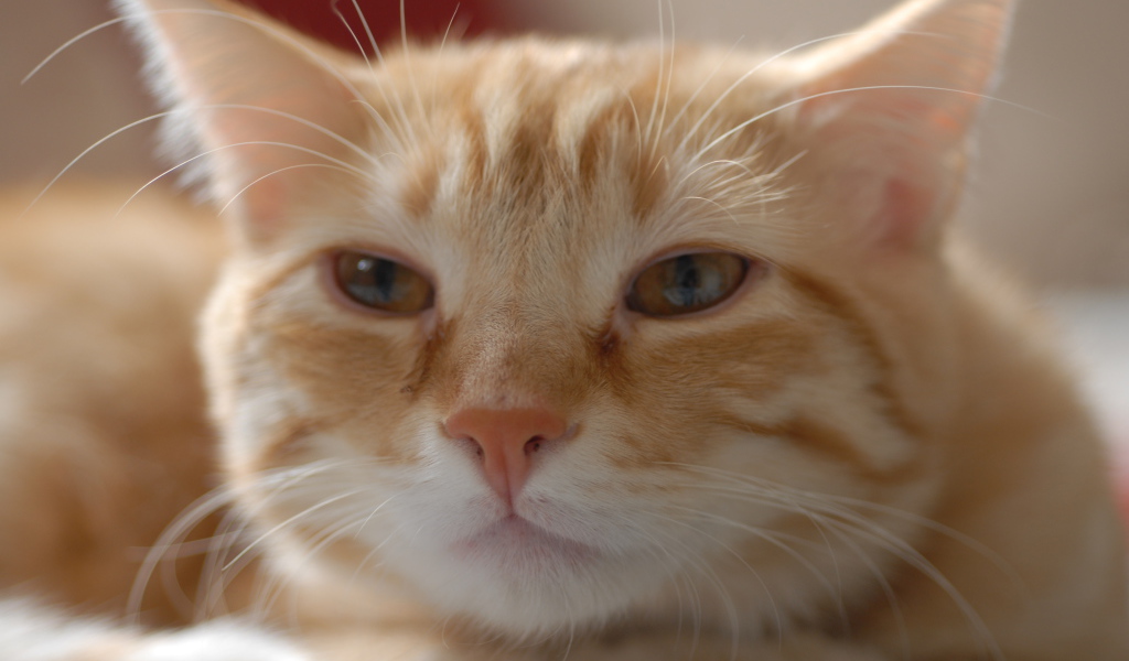 Пушистая рыжая европейская короткошерстная кошка