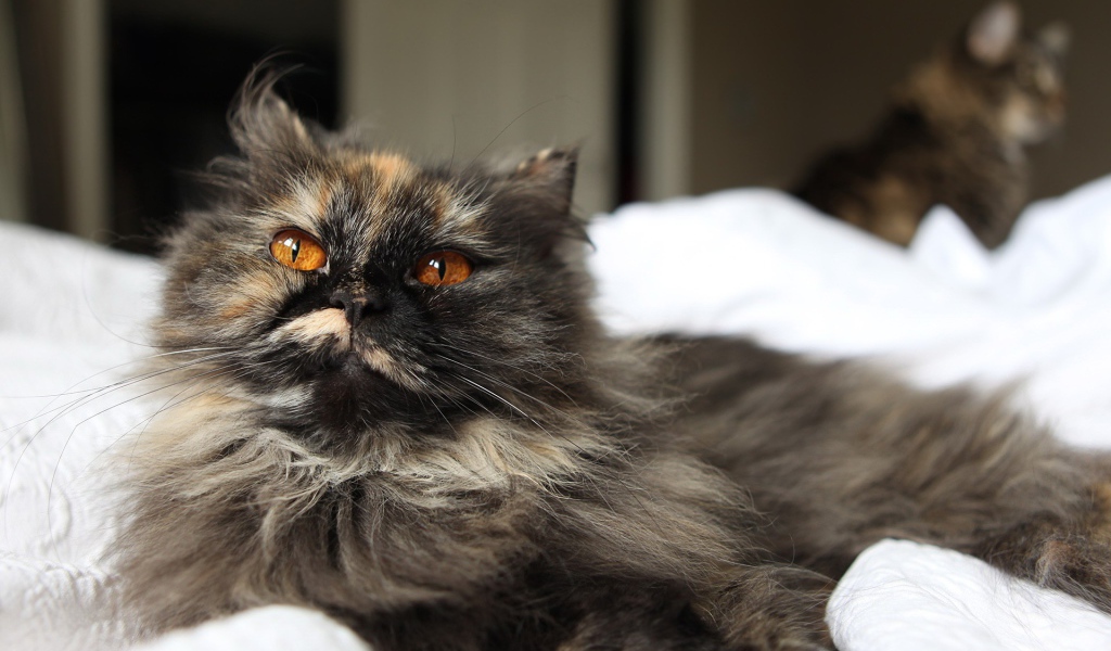 Пушистый серый кот