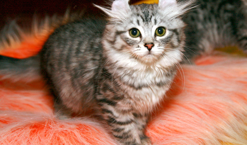 Пушистый котенок американский керл