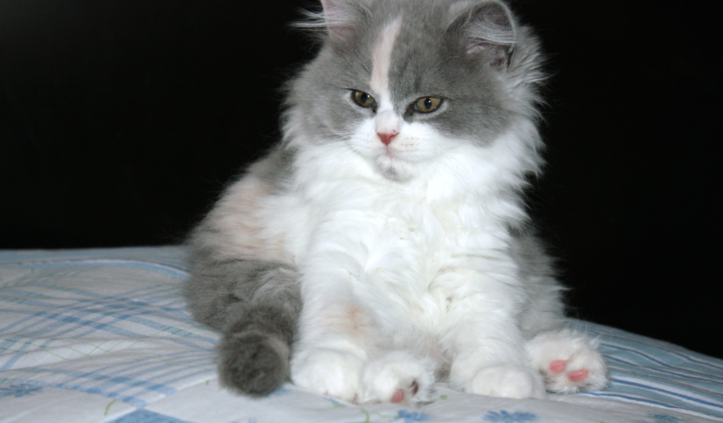 Пушистый котенок британской длинношерстной кошки