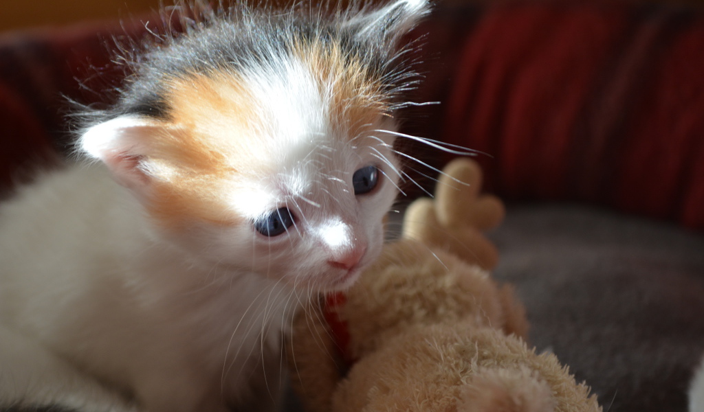 Пушистый котенок японского бобтейла