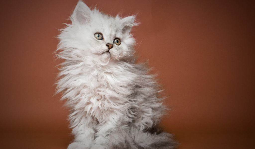 Пушистый котенок селкирк рекс