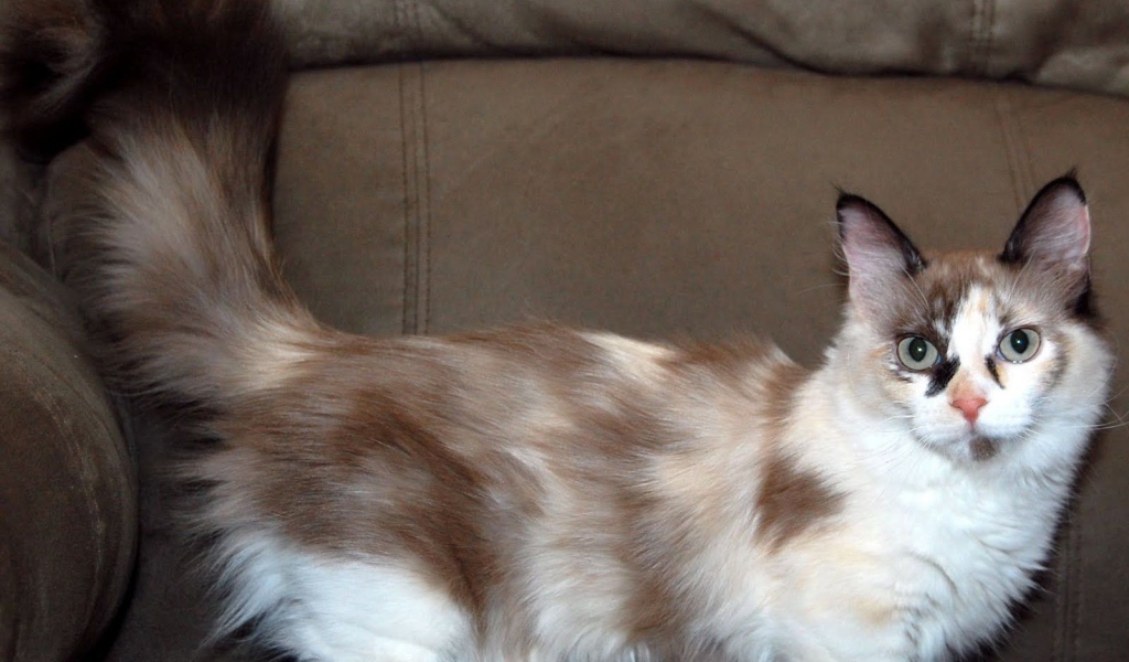 Пушистый хвост кошки манчкин