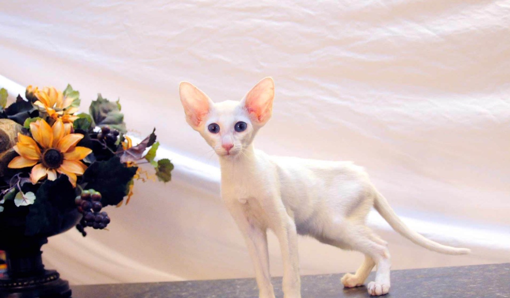 Котенок форин вайт